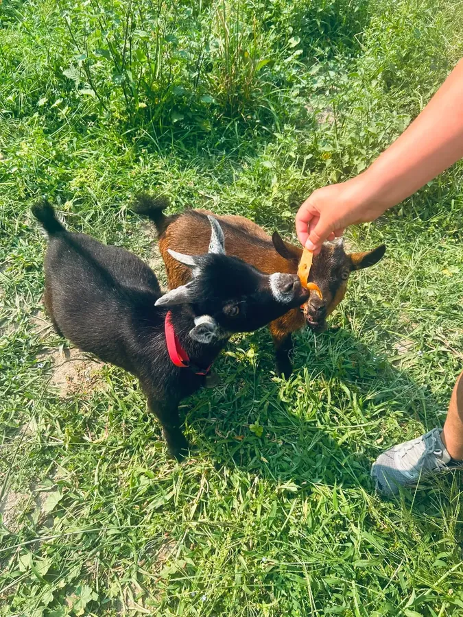 Crianças a dar de comer a uma cabra