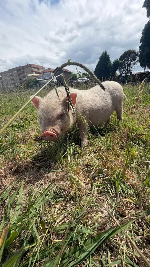 Um porco na relva da quinta