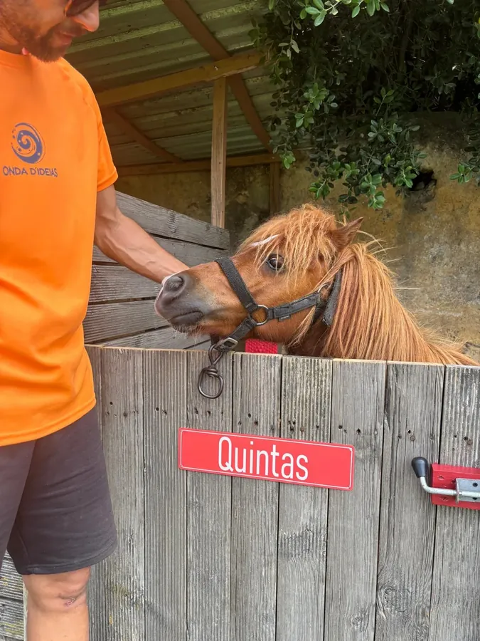 Monitor a tratar do pónei da quinta